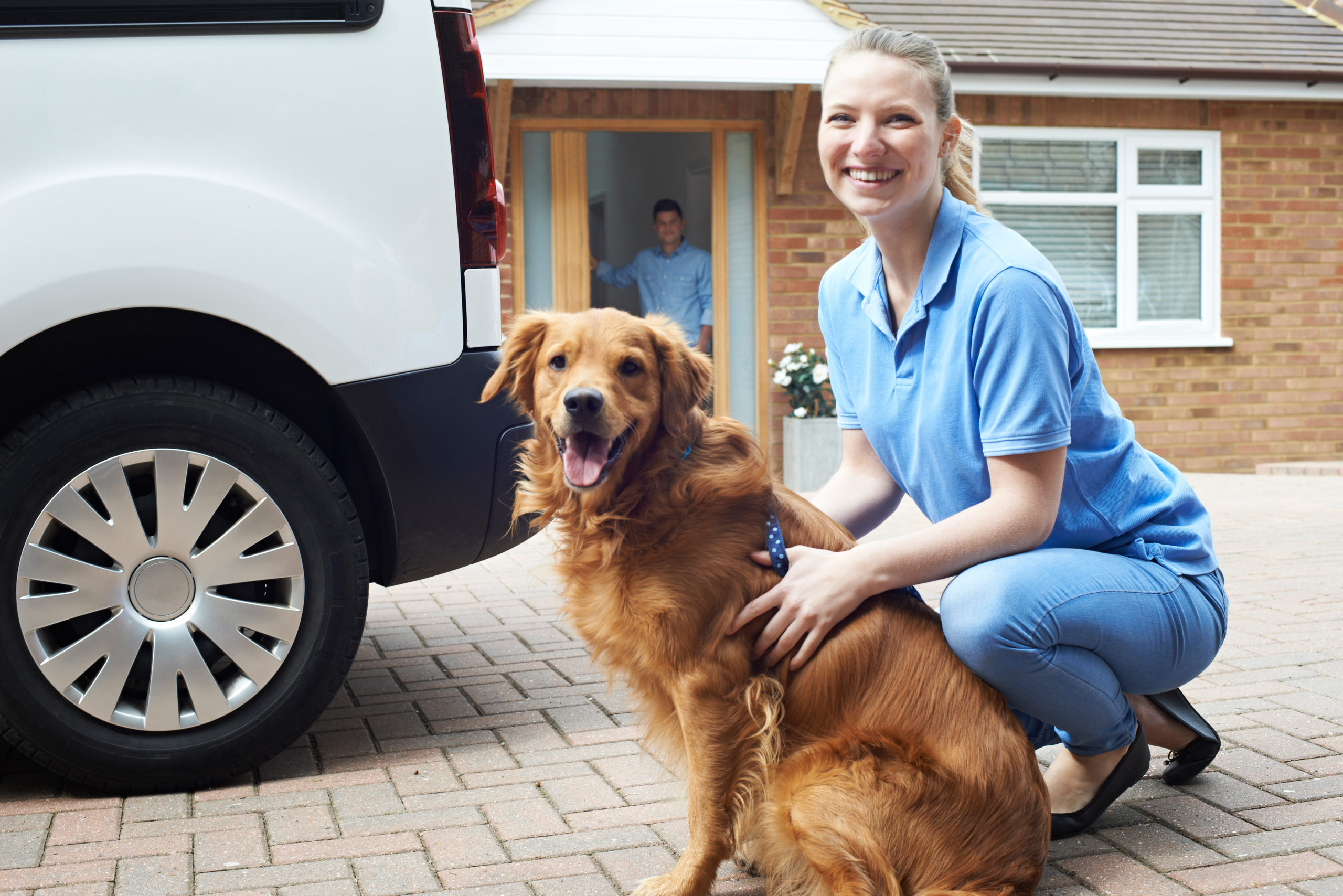Van Insurance For Your Dog Walking Business Insure2Drive