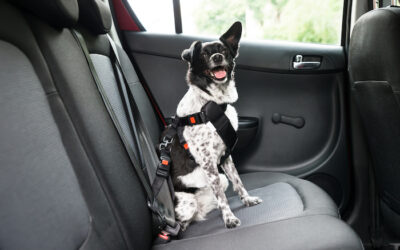 Keeping Dogs Safe in Cars – The Law, and Some Tips